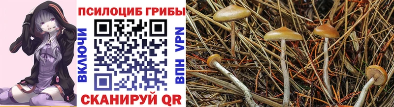 Купить  Балашов  Псилоцибиновые грибы Psilocybine cubensis 